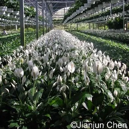 thumbnail for publication: Spathiphyllum Flowering—Keys to the Future